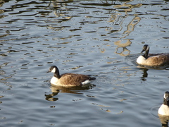 Branta canadensis