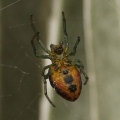 Alpaida variabilis