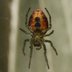 Alpaida variabilis