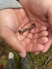 Plethodon cinereus image