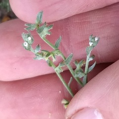 Pectocarya heterocarpa