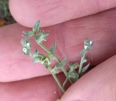 Pectocarya heterocarpa