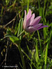 Anemone hortensis