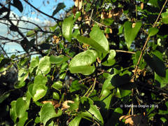 Smilax aspera