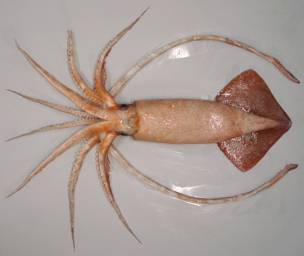 Greater clubhook squid