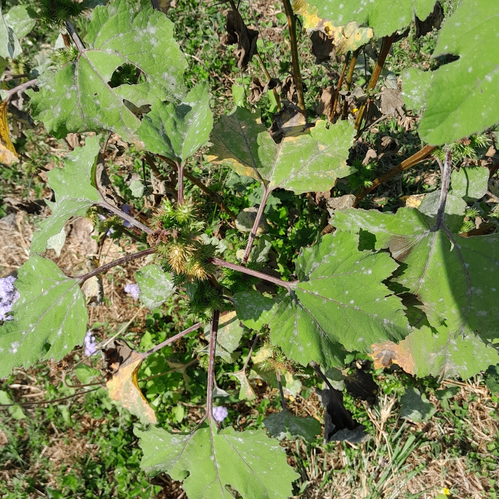 Chinese Bur from Mariannheights, Pinetown, 3610, South Africa on August ...