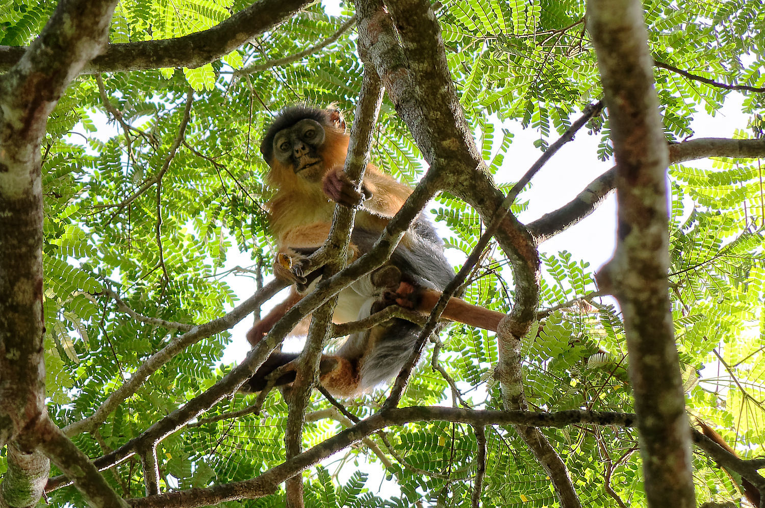 Western Red Colobus (Piliocolobus badius) · iNaturalist