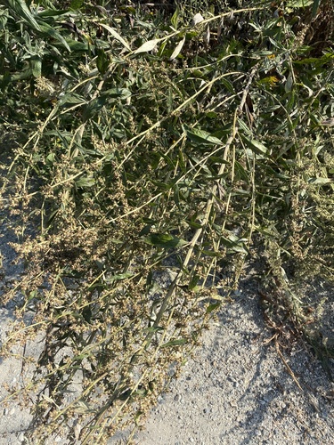 iNaturalist observation photo of California mugwort