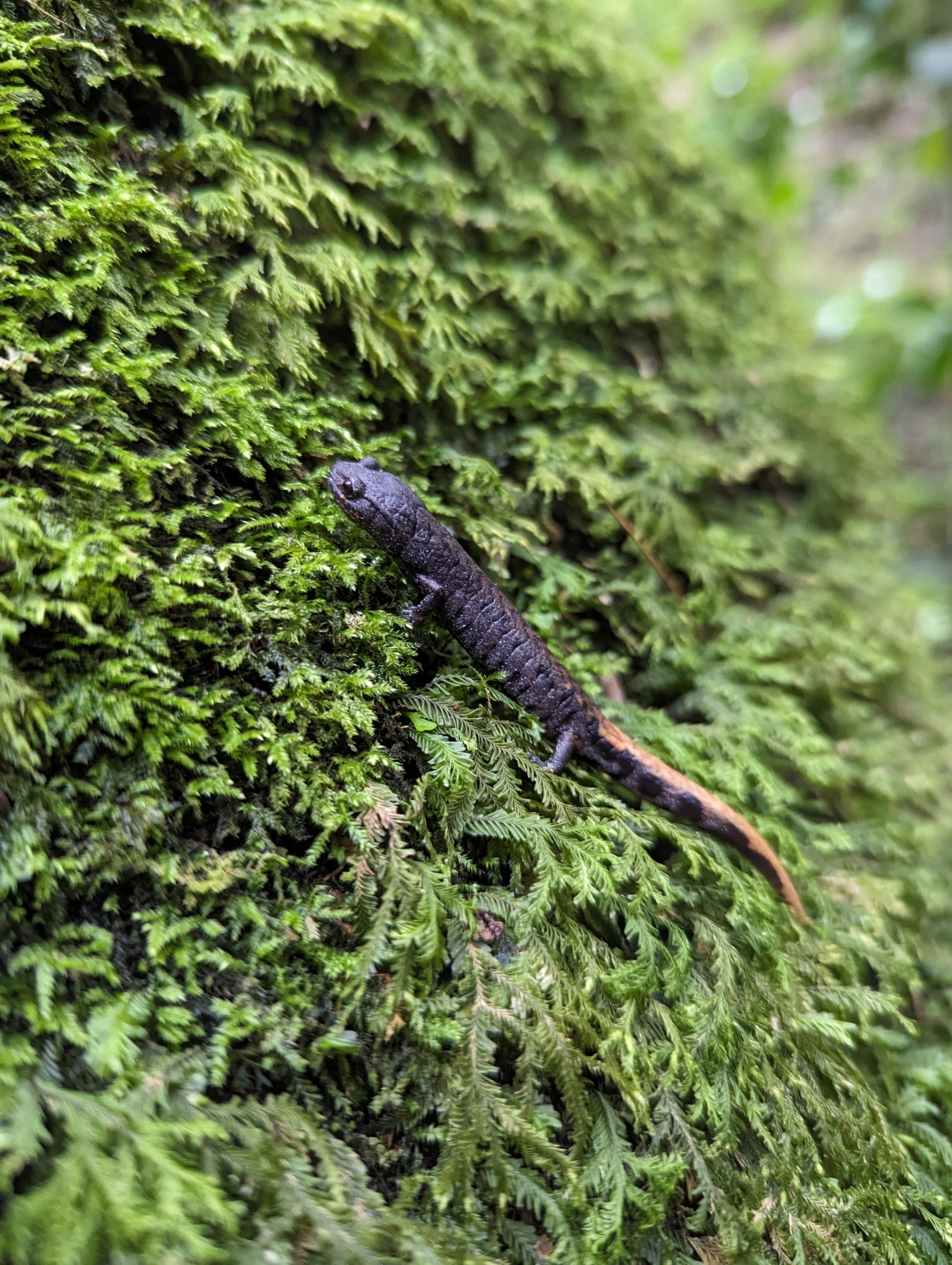 Conant's False Brook Salamander photo 3