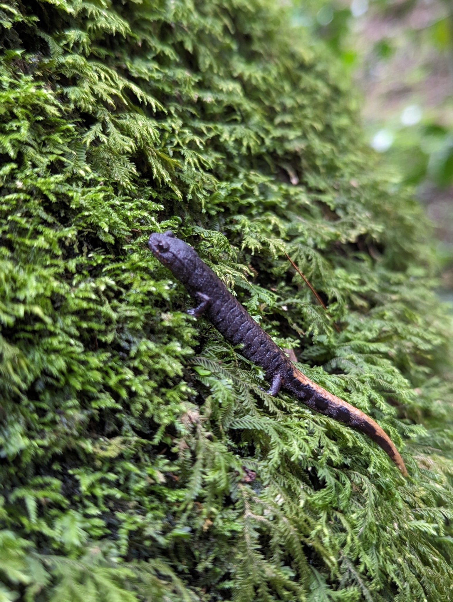 Conant's False Brook Salamander photo 4