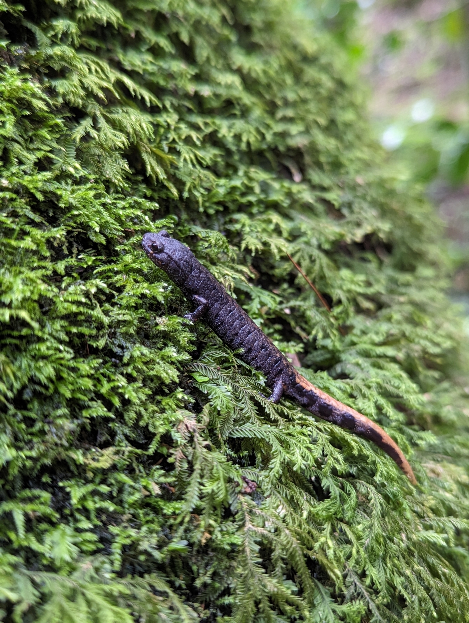 Conant's False Brook Salamander photo 5