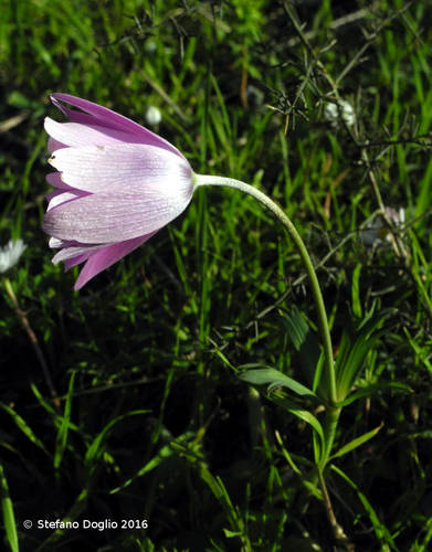 Broad-leaved anemone