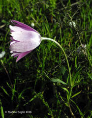 Anemone hortensis