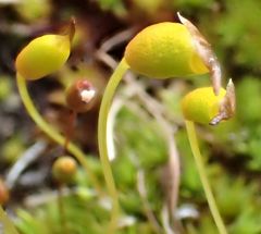Bartramia papillata