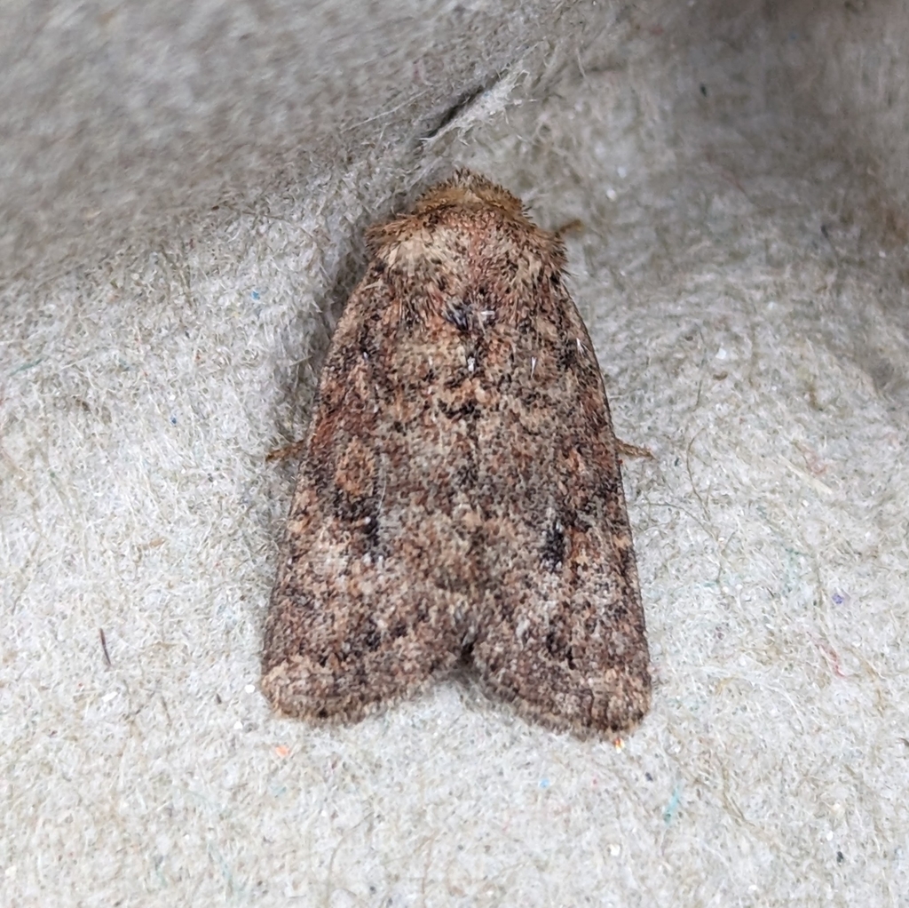 Homorthodes carneola