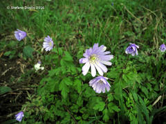 Anemonoides apennina