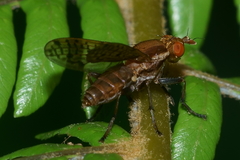 Neolimnia