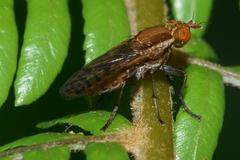 Neolimnia