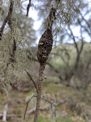 Protobalandricus spectabilis