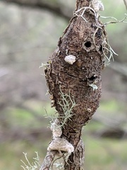 Protobalandricus spectabilis