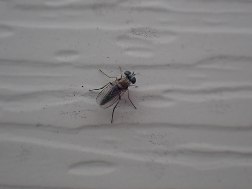 Asyndetus appendiculatus
