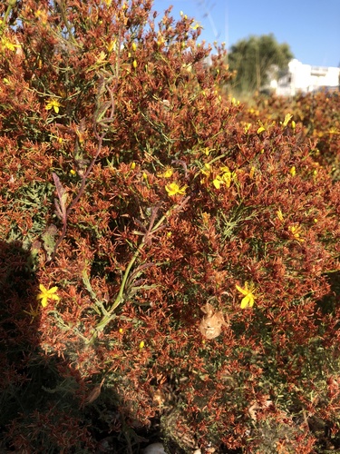 Hypericum triquetrifolium (Hypericum triquetrifolium)