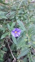 Lycianthes lycioides