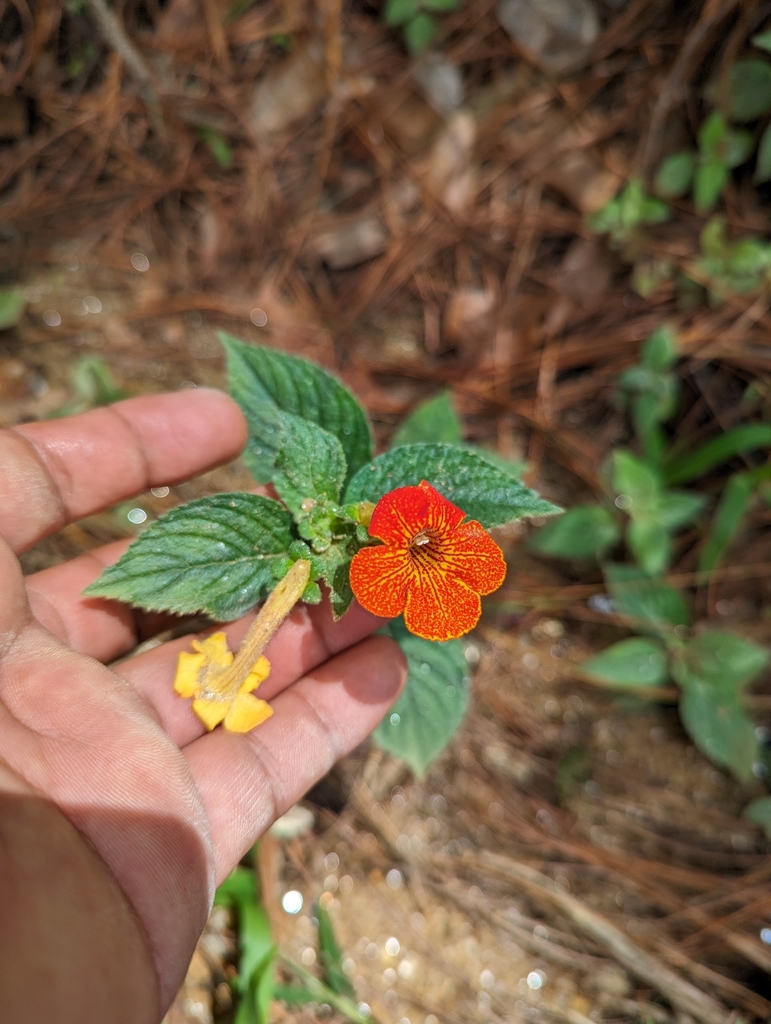 Achimenes antirrhina from 71193 Oax., México on August 5, 2023 at 11:52 ...