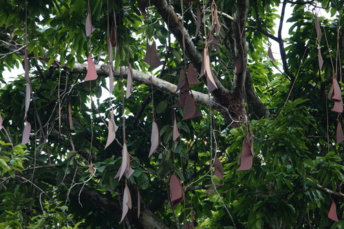 Eperua falcata · iNaturalist