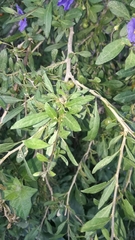 Lycianthes lycioides