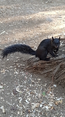 Sciurus aureogaster