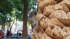 Sciurus aureogaster