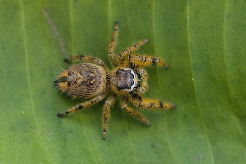 canopy jumping spider