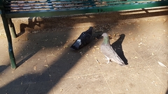 Columba livia