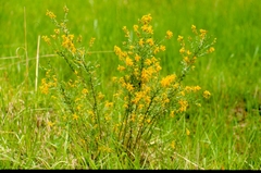 Genista germanica