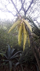 Tillandsia lajensis