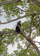 Colobus polykomos
