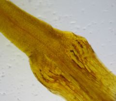 Bartramia papillata