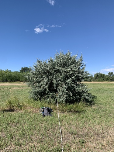Russian olive