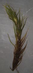 Bartramia papillata