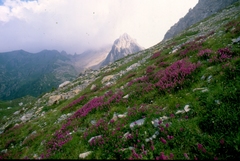 Hedysarum hedysaroides