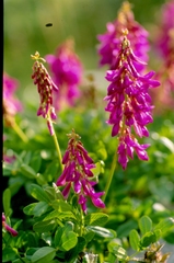 Hedysarum hedysaroides