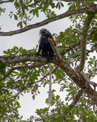 Colobus polykomos