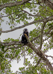 Colobus polykomos