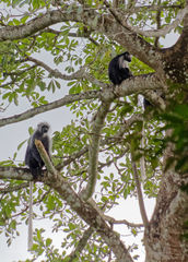 Colobus polykomos