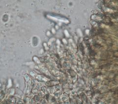 Hygrocybe astatogala image
