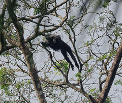 Colobus polykomos