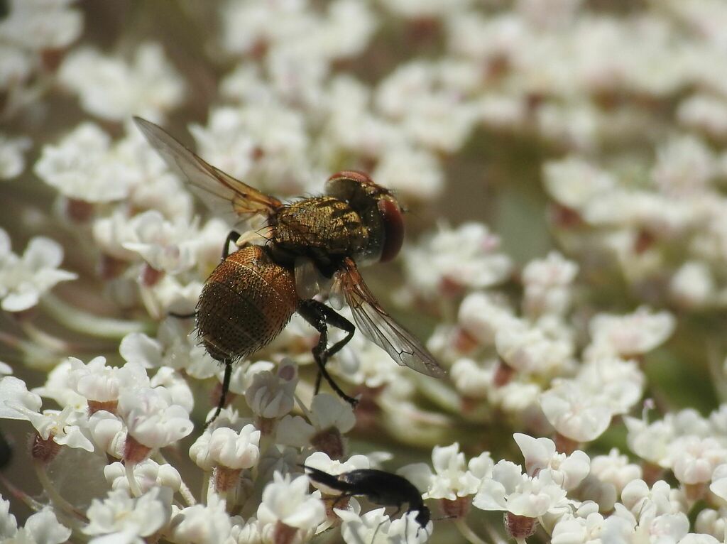Clytiomya continua