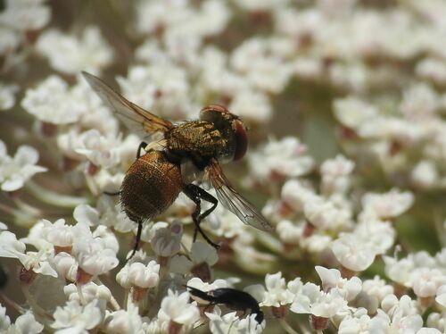 Clytiomya continua