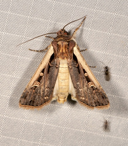 Western Bean Cutworm Moth photo 6